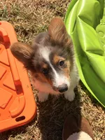 No, a male Pembroke Welsh Corgi for sale in Independence, KY – 3 of 5