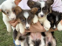 Sterling, a male Pembroke Welsh Corgi for sale in Independence, KY – 3 of 7