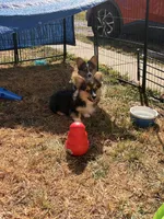 Dexter, a male Pembroke Welsh Corgi for sale in Independence, KY – 6 of 6