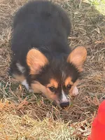 Dexter, a male Pembroke Welsh Corgi for sale in Independence, KY – 3 of 6
