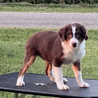 Hot sauce, a male Miniature Australian Shepherd for sale in Clinton, IL – Photo 1 of 4