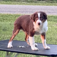 Hot sauce, a male Miniature Australian Shepherd for sale in Clinton, IL – Photo 3 of 4