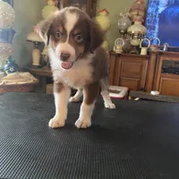 Hot sauce, a male Miniature Australian Shepherd for sale in Clinton, IL – Photo 2 of 4