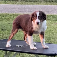 Hot sauce, a male Miniature Australian Shepherd for sale in Clinton, IL – Photo 4 of 4