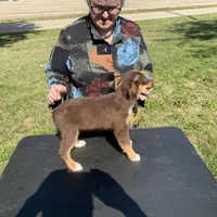 Firecracker, a male Miniature Australian Shepherd for sale in Clinton, IL – Photo 1 of 3