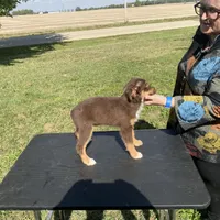 Firecracker, a male Miniature Australian Shepherd for sale in Clinton, IL – Photo 3 of 3