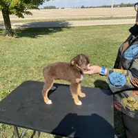 Firecracker, a male Miniature Australian Shepherd for sale in Clinton, IL – Photo 2 of 3