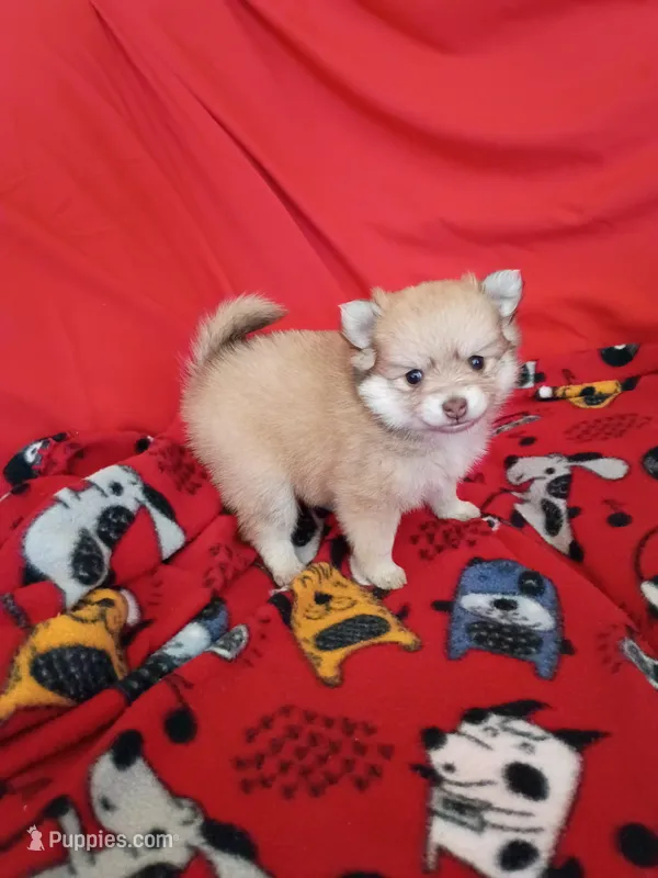 Phoenix – Pomeranian puppy for sale in Tucson, AZ