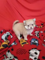 Phoenix, a female Pomeranian for sale in Tucson, AZ – 1 of 5
