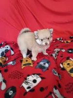 Phoenix, a female Pomeranian for sale in Tucson, AZ – 4 of 5