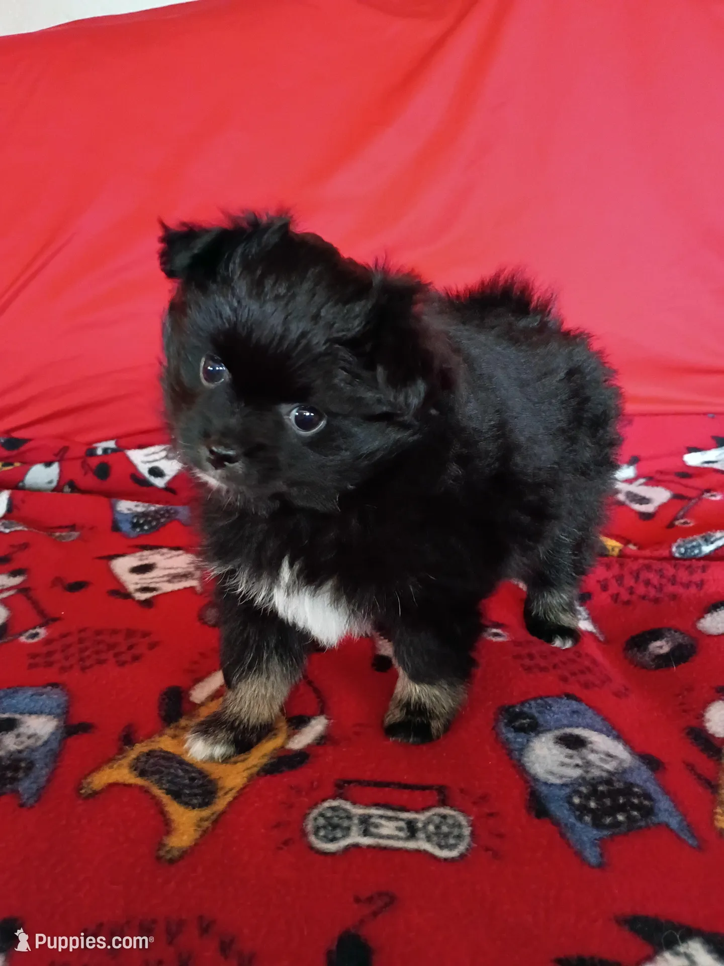 EASTER SALE!  $200 Off Stormy  – Pomeranian puppy for sale in Tucson, AZ