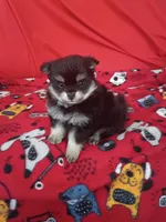 Stormy, a female Pomeranian for sale in Tucson, AZ – 3 of 5