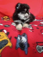  Weekend sale!! Stormy, a female Pomeranian for sale in Tucson, AZ – 3 of 7