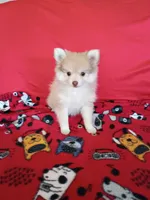 SUMMER TIME SALE!   Phoenix, a female Pomeranian for sale in Tucson, AZ – 5 of 9