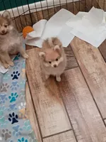 SUMMER TIME SALE!   Phoenix, a female Pomeranian for sale in Tucson, AZ – 9 of 9