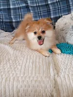 MEMORIAL DAY SALE Autumn, a female Pomeranian for sale in Tucson, AZ – 2 of 6