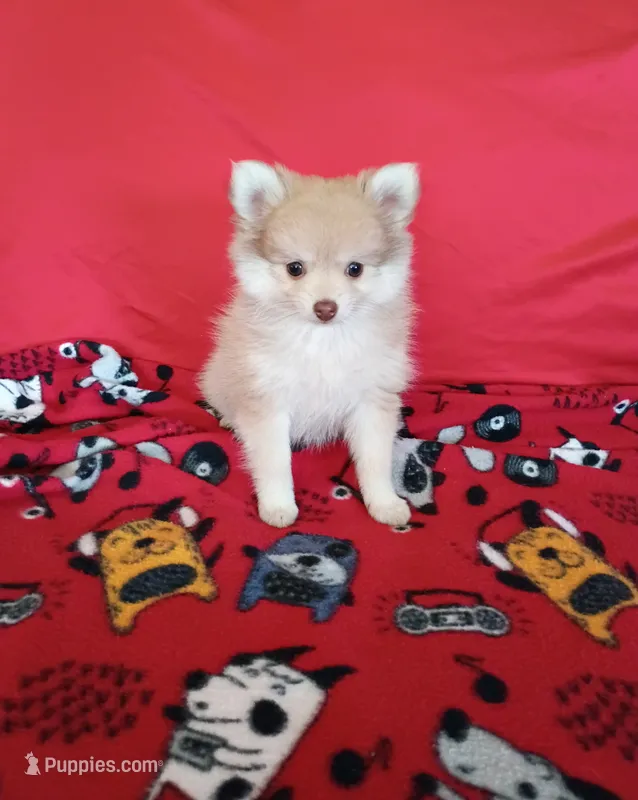 Phoenix – Pomeranian puppy for sale in Tucson, AZ