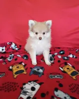 SUMMER TIME SALE!   Phoenix, a female Pomeranian for sale in Tucson, AZ – 2 of 9