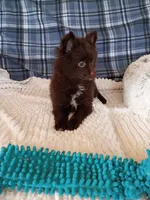 MEMORIAL DAY SALE Mocha , a female Pomeranian for sale in Tucson, AZ – 8 of 9