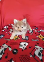 Rue , a male Pomeranian for sale in Tucson, AZ – 2 of 6