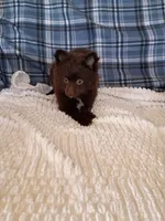 MEMORIAL DAY SALE Mocha , a female Pomeranian for sale in Tucson, AZ – 5 of 9
