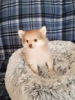 SUMMER TIME SALE!   TEACUP , a female Pomeranian for sale in Tucson, AZ – 3 of 5