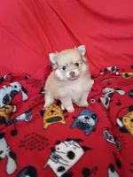 Phoenix, a female Pomeranian for sale in Tucson, AZ – 3 of 5