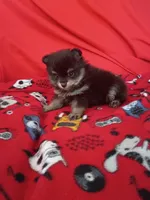 Loki, a female Pomeranian for sale in Tucson, AZ – 3 of 3