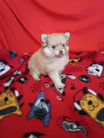 Phoenix, a female Pomeranian for sale in Tucson, AZ – 2 of 5