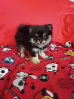 Weekend sale!! Stella, a female Pomeranian for sale in Tucson, AZ – 4 of 4