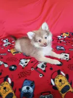 Rue , a male Pomeranian for sale in Tucson, AZ – 3 of 6