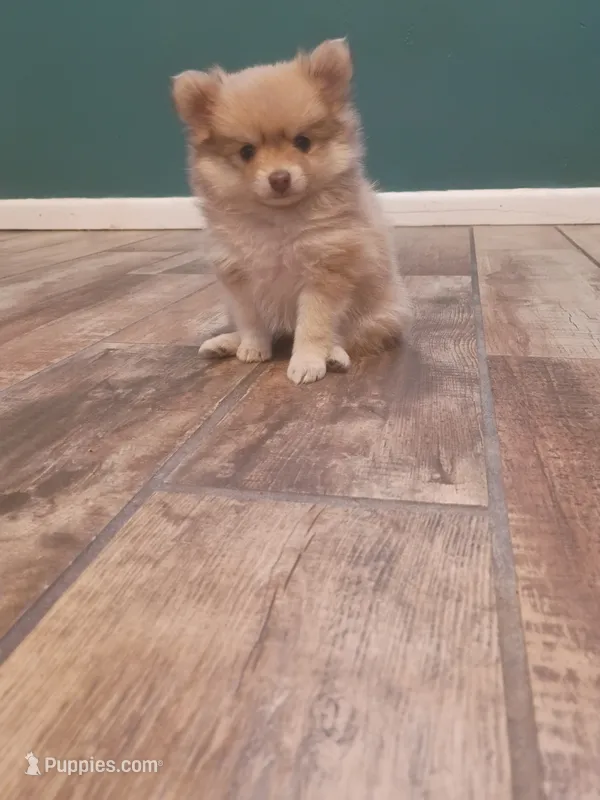 Phoenix – Pomeranian puppy for sale in Tucson, AZ