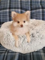 SUMMER TIME SALE!   TEACUP , a female Pomeranian for sale in Tucson, AZ – 5 of 5
