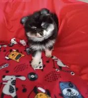  Weekend sale!! Stormy, a female Pomeranian for sale in Tucson, AZ – 2 of 7