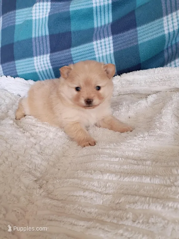 Opal – Pomeranian puppy for sale in Tucson, AZ
