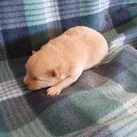 Opal, a female Pomeranian for sale in Tucson, AZ – Photo 2 of 3