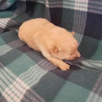 Opal, a female Pomeranian for sale in Tucson, AZ – Photo 3 of 3