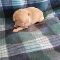 Opal, a female Pomeranian for sale in Tucson, AZ – Photo 1 of 3