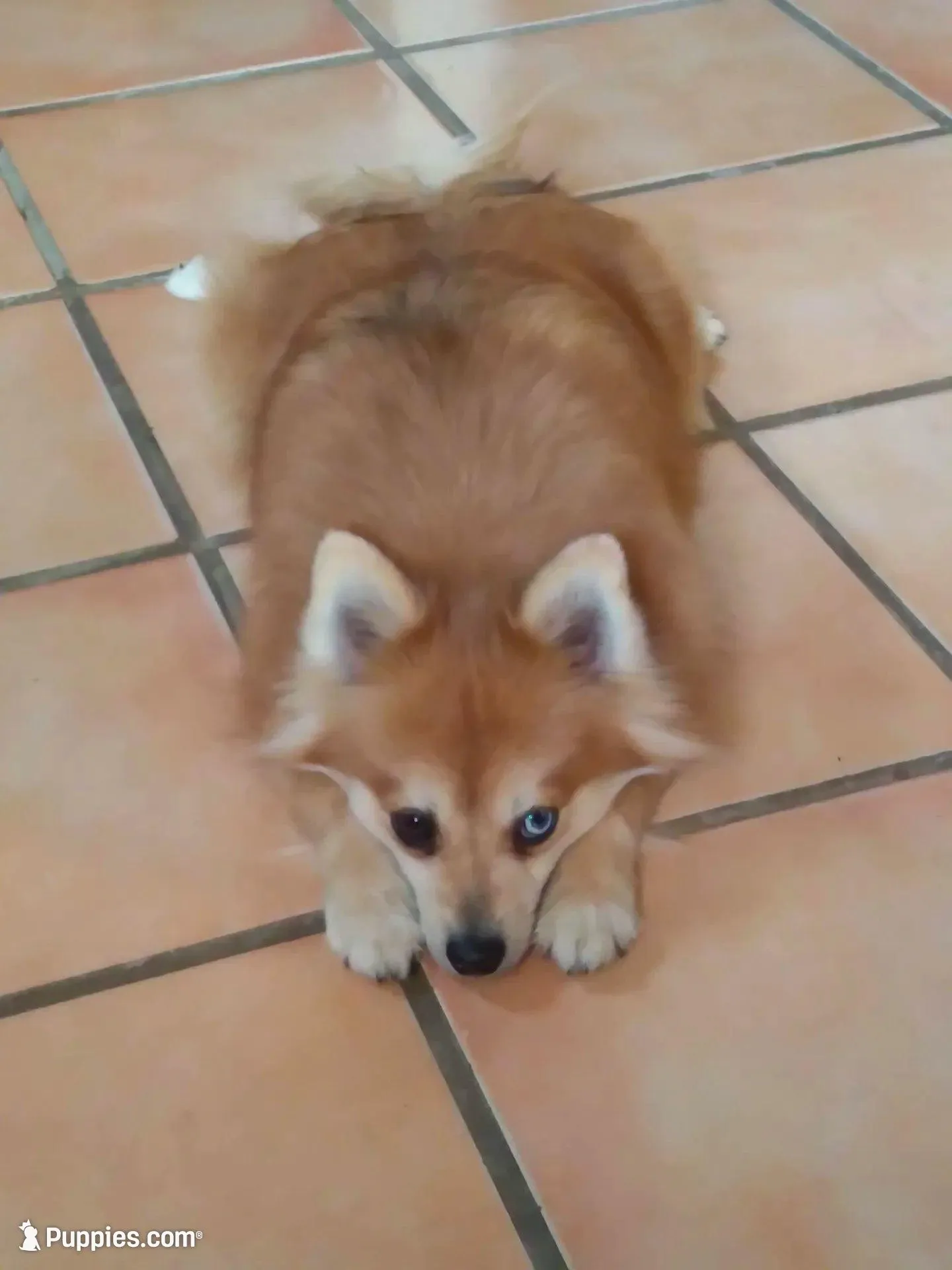 Red Merle , a female Pomeranian for sale in Tucson, AZ – Photo 2 of 4