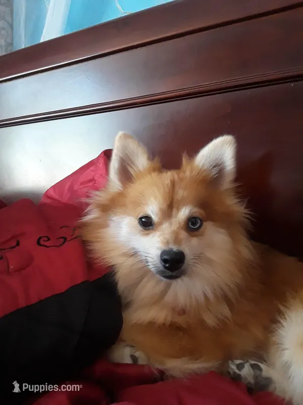 Red Merle  – Pomeranian puppy for sale in Tucson, AZ