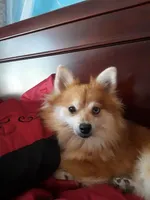 Red Merle , a female Pomeranian for sale in Tucson, AZ – Photo 1 of 4