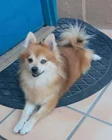 Red Merle , a female Pomeranian for sale in Tucson, AZ – Photo 3 of 4