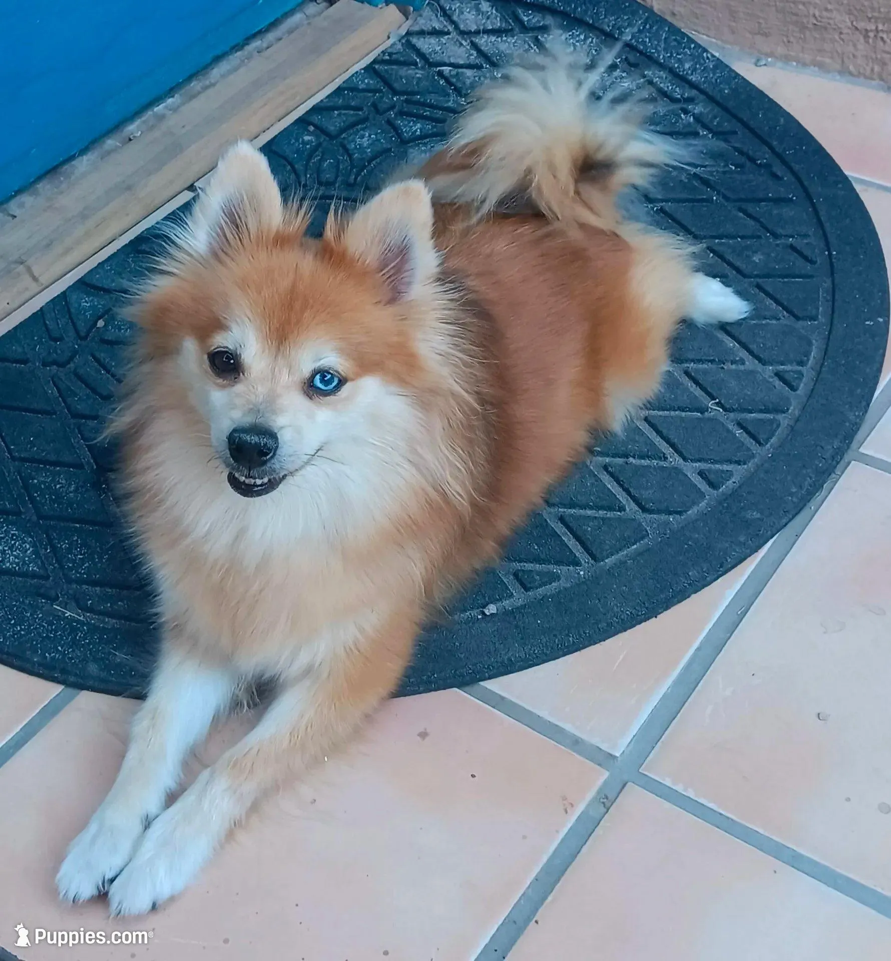 Red Merle , a female Pomeranian for sale in Tucson, AZ – 2 of 4