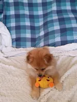 MOTHER'S DAY SALE Autumn, a female Pomeranian for sale in Tucson, AZ – 4 of 10
