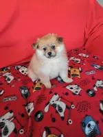 Autumn, a female Pomeranian for sale in Tucson, AZ – Photo 2 of 6