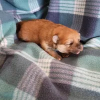 Autumn, a female Pomeranian for sale in Tucson, AZ – Photo 1 of 5