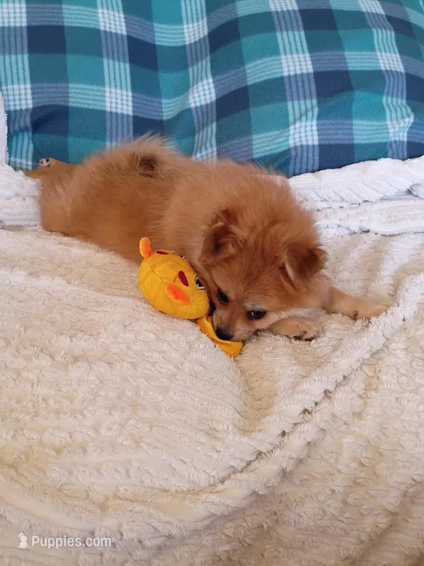 MOTHER'S DAY SALE Autumn – Pomeranian puppy for sale in Tucson, AZ
