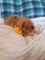 MOTHER'S DAY SALE Autumn, a female Pomeranian for sale in Tucson, AZ – 1 of 10