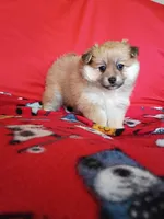 EASTER SALE! $200 OFF Autumn, a female Pomeranian for sale in Tucson, AZ – Photo 1 of 6