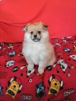 Autumn, a female Pomeranian for sale in Tucson, AZ – Photo 6 of 6